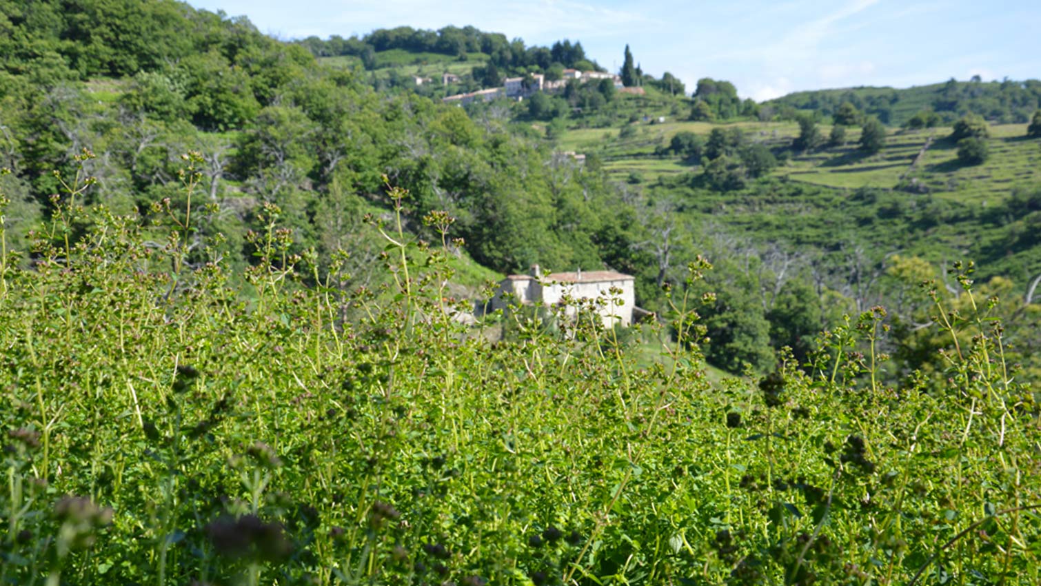 terrasse de culture origan bio Ã©quitable ardÃ©choise coopÃ©rative viva plantes ethiquable